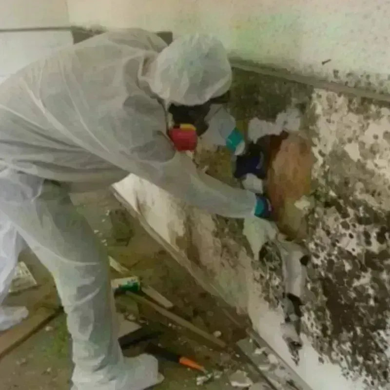 Mold Remediation and Removal in Williamston, SC